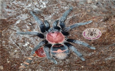 Davus pentaloris (dulu Cyclosternum fasciatum) female tarantula
